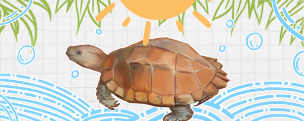锯缘龟怎么养，需要晒太阳吗