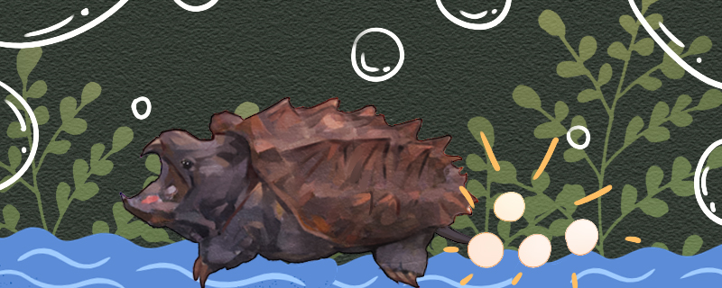 How old can snapping turtles breed and how many eggs can they lay at a time?