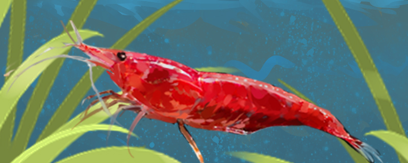 What food does sakura shrimp eat and how often do you feed it