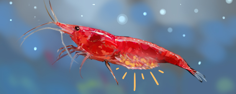 How often does sakura shrimp reproduce? Are they eggs or shrimp?