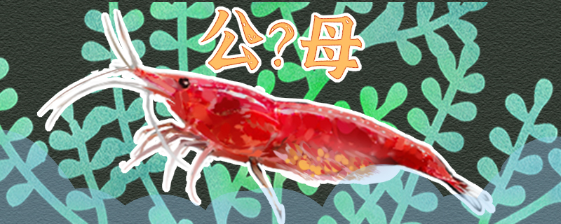樱花虾怎么分公母，公母能一起养吗