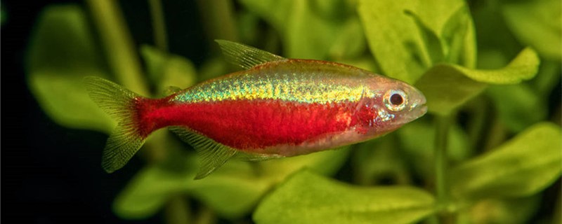How to raise ornamental fish, novice knowledge of ornamental fish
