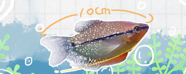 珍珠马甲鱼能长多大，寿命几年