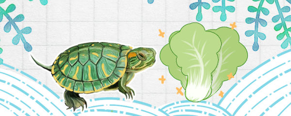 巴西龟吃菜叶吗，吃什么蔬菜