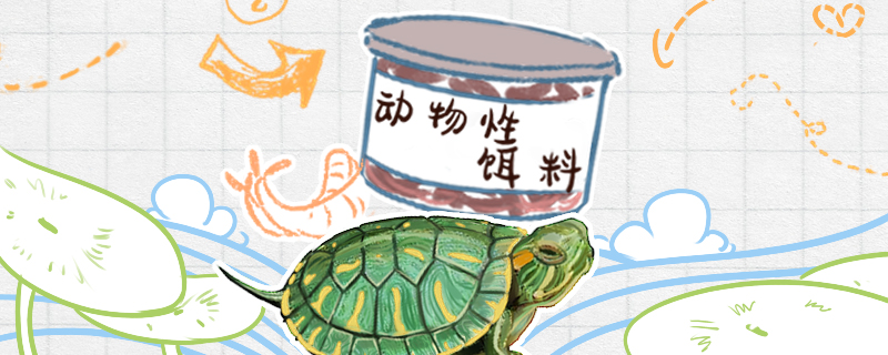 乌龟的食物卡通图片
