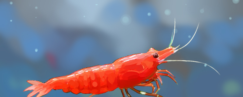 极火虾抱卵多久生小虾，生出的小虾怎么养