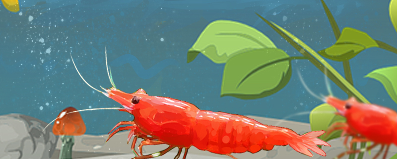How and at what age do extremely hot shrimps breed