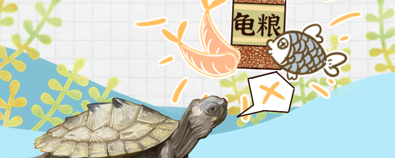 地图龟不吃东西是什么原因怎么治疗 招财战船鱼