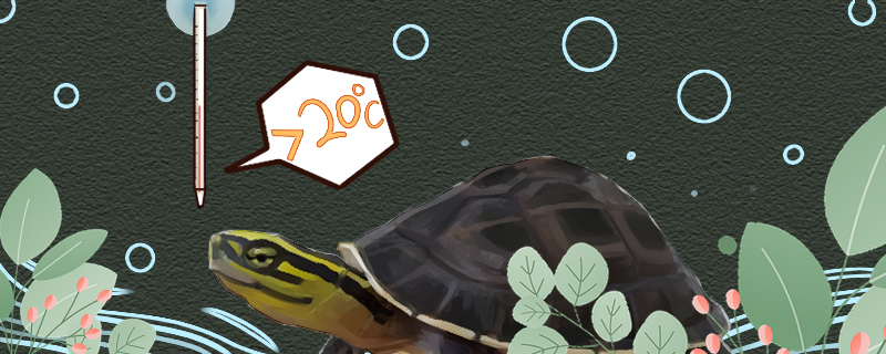 安布闭壳龟可以冬眠吗，什么时候冬眠