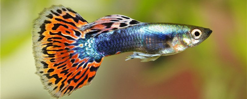 Ornamental fish what fish is best to raise, what fish is good at home?