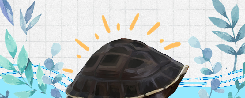 安布闭壳龟寿命多长，多大能闭壳