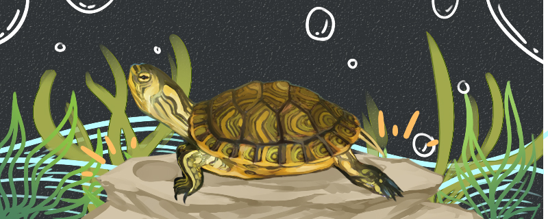 Is the yellow-eared turtle easy to raise? How can it grow up?