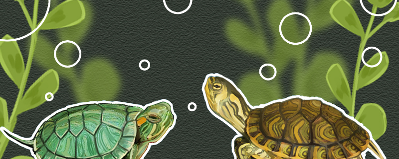 黄耳龟和巴西龟的区别是什么，能一起养吗