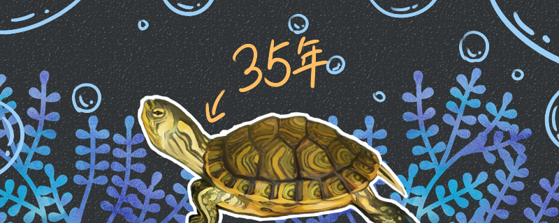 How many years can the yellow-eared turtle live and how old is an adult?