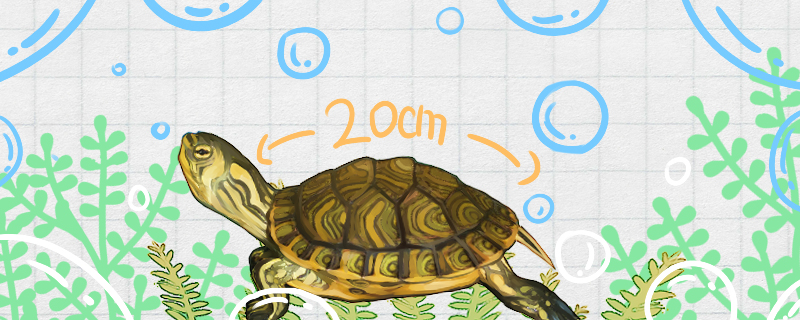 黄耳龟能长多大，多大可以下蛋