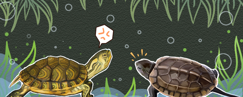 黄耳龟凶不凶，能和草龟混养吗