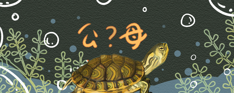 黄耳龟怎么分辨公母，公母能一起养吗
