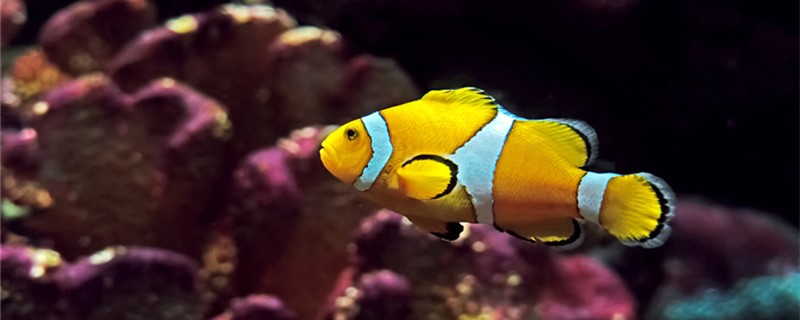 How does small tropical fish raise, the tropical fish that suits novice to raise