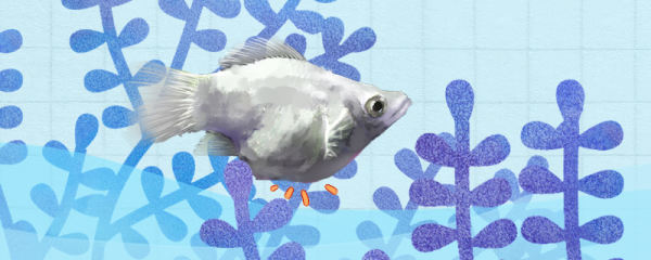 玛丽鱼生小鱼前兆，玛丽鱼的繁殖方法
