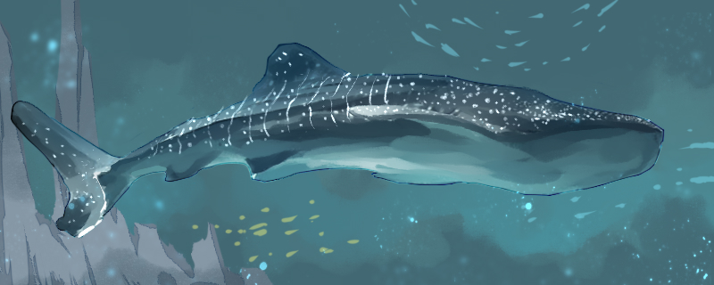 Whale shark is a whale or a shark, why do whale sharks eat plankton?