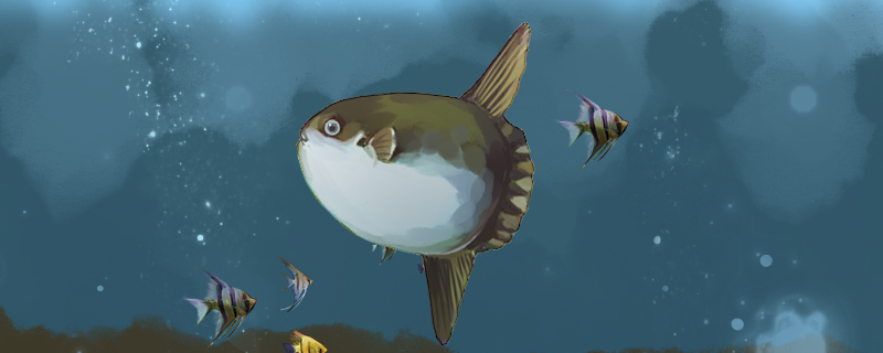 Why Mola don't have a tail and can't swim?
