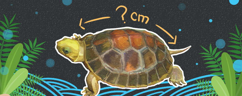 金头闭壳龟能长多大，能活多久