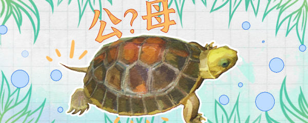 金头闭壳龟怎么分公母，公母能一起养吗