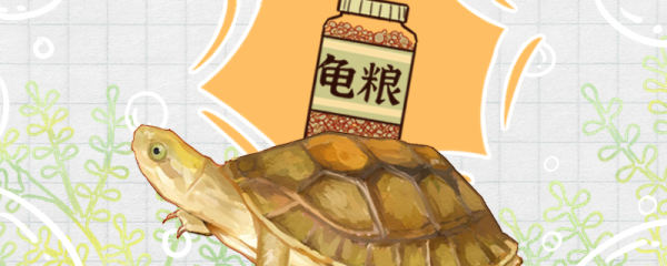 潘氏闭壳龟不吃东西是什么原因，怎么治疗