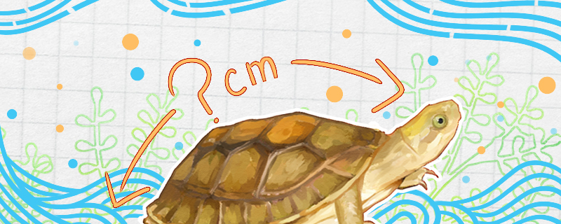 潘氏闭壳龟能长多大，能活多久