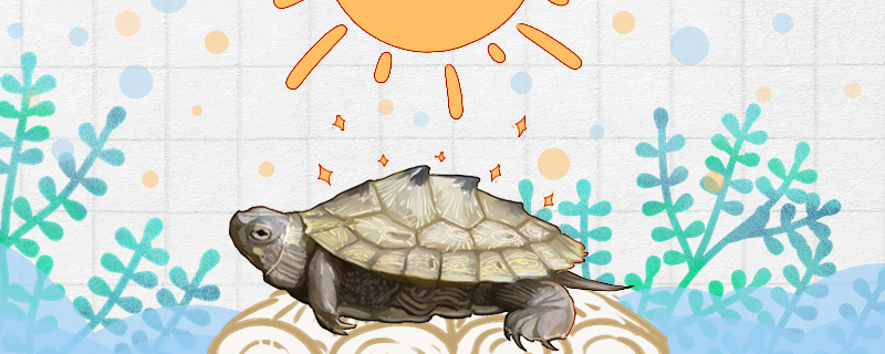 Does the map turtle need to be exposed to the sun?