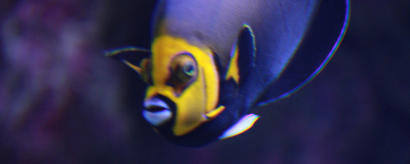 Why does the mouth of the fish always open and close, why does the mouth of the