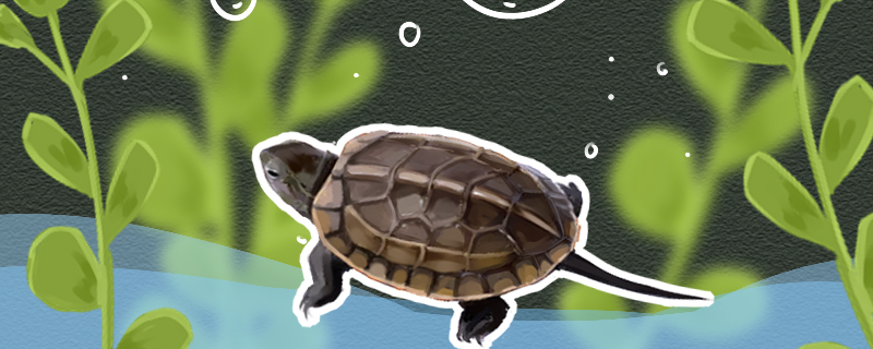 How does the grass turtle feed and what does it feed?
