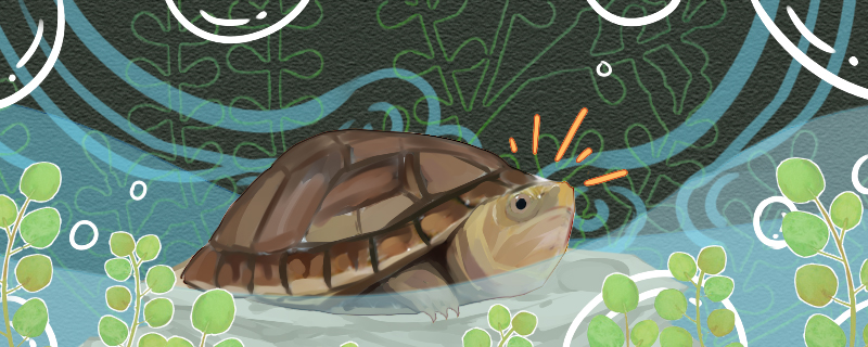 Is the white-lipped turtle a deep water turtle? How deep is the water?