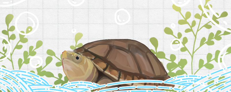 Is the white-lipped turtle easy to raise? How?