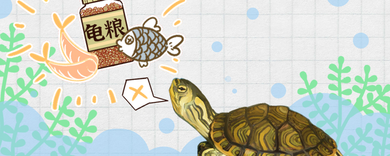 黄耳龟不吃食是什么原因怎么治疗 白子银版鱼