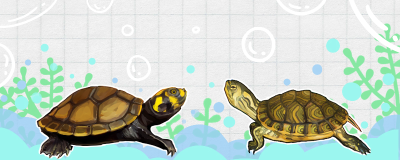 黄耳龟和黄头侧颈龟有什么区别，能一起养吗
