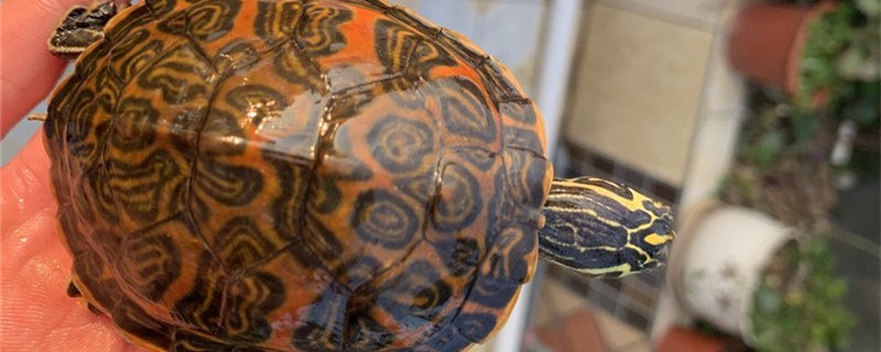 How big can the flame turtle breed and how often does it lay eggs?