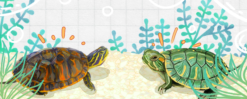 火焰龟和巴西龟的区别是什么，能一起养吗