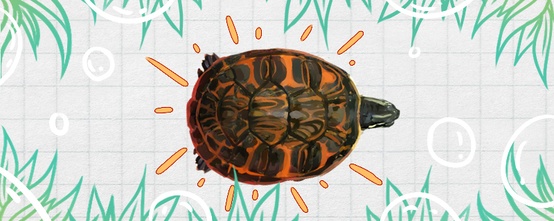 火焰龟多大为成年，几厘米开始发色