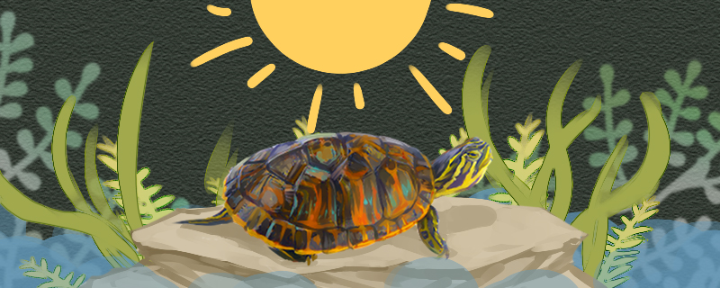 Can Flame Tortoise be kept in deep water? How deep is the water?