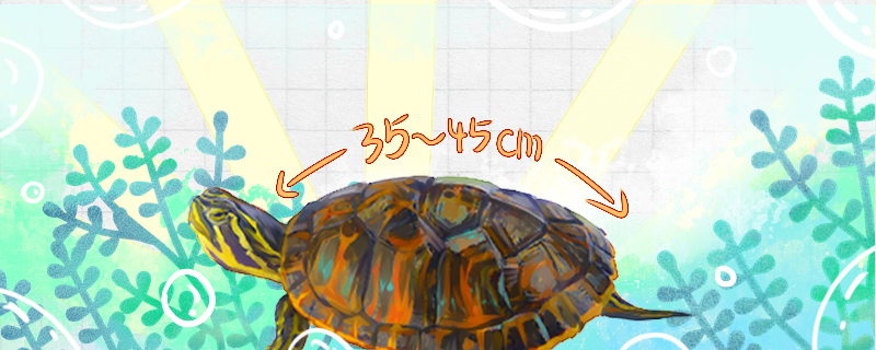 How big can the flame turtle grow and how big can it reproduce?