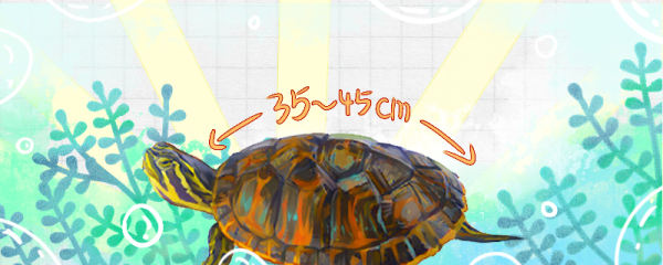 火焰龟能长多大，多大可以繁殖