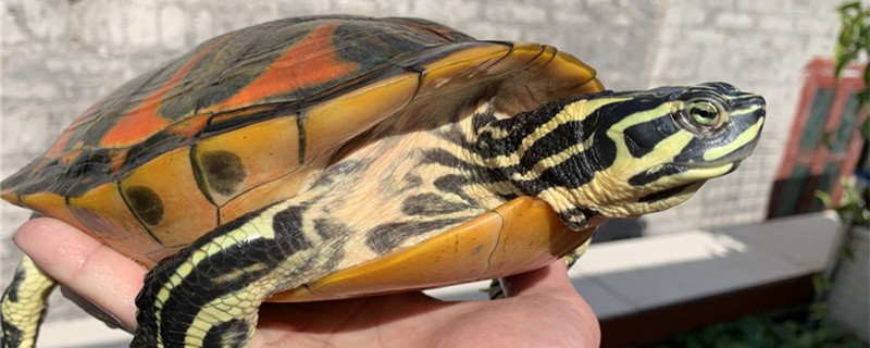 How does flame tortoise raise, need bask in the sun?