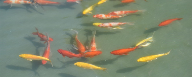 魚はどのように雄母を分けるか，どのように魚の雄母を見分けるか