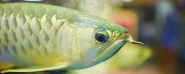 淡水鱼能在海里生存吗，淡水鱼为什么不能生活在海里