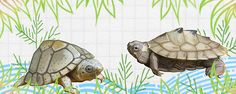 Razor tortoise and what turtles can be mixed, and grass turtles can be raised to