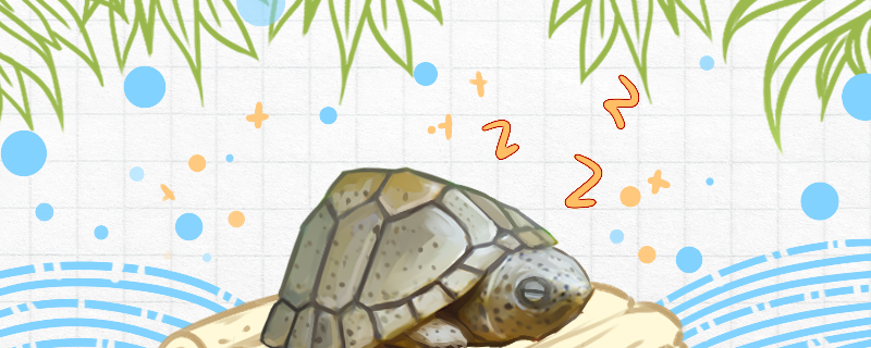 Can Razor Tortoise Hibernate? Does Hibernation Need a Change of Water?