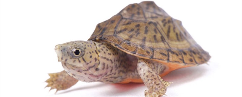 剃刀龟是水龟还是半水龟，需要用多深的水养