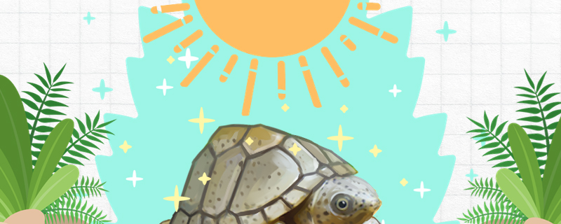 Does the Razor Tortoise need to bask in the sun, and for how long?