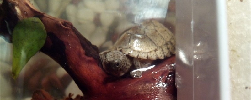 剃刀龟怎么繁殖，多大可以繁殖